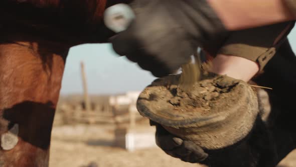 Woman Cleans Horse's Hoof with Hook Special Tool for Clearing
