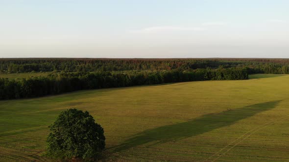 Fly Over Beautiful Landscape with Huge Lonely Oak Tree on Sunset, Aerial View, Top Shot, Drone, From
