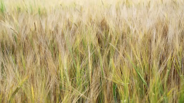 Wheat field. Golden ears of wheat on the field. 