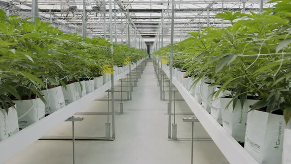 Medical Cannabis plants growing under controlled conditions in a large greenhouse alt