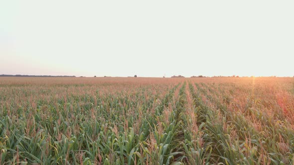 Extreme Close Up Drone Shot of Green Corn Field at Summer Sunset alt