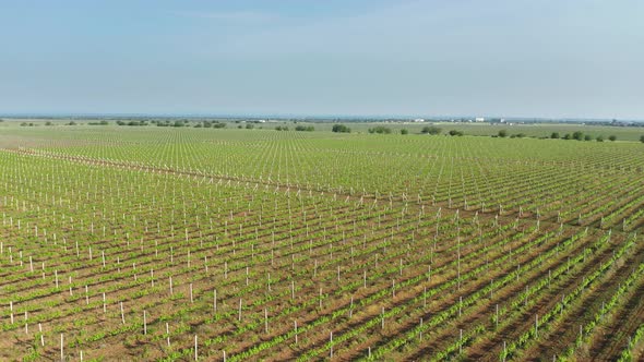 Green Vineyard Meadow