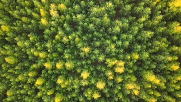Woods from Above
