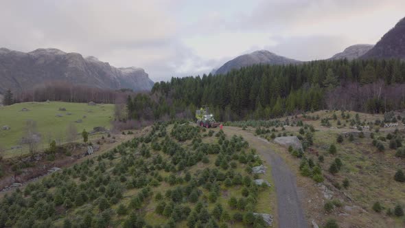 aerial drone orbits Christmas tree plantation. Tractor carries trees. alt