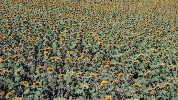 Sunflowers Turned Against the Sun