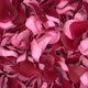 Rose Petals Transition 06 HD - VideoHive Item for Sale