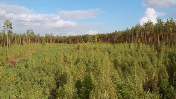 Low Drone Flight Over Young Small Trees in Forest