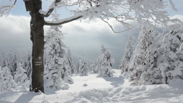 A Snowcovered Forest Winter Landscape in Mountains  Clouds in the Background alt