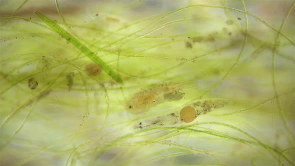 The Movement of Organisms Among Algae Under a Microscope alt