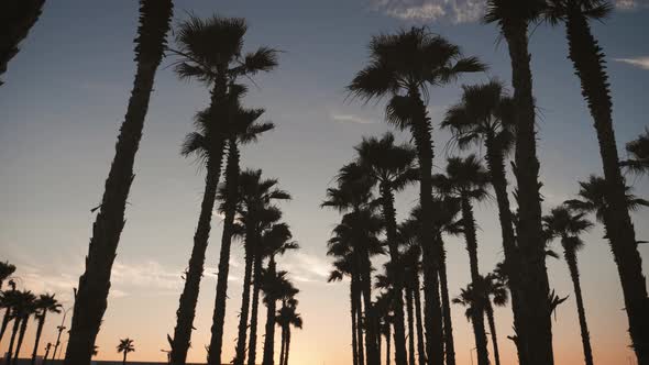 Silhouette Palm Trees in Street at Sunset. Summer Tropical Beach Concept alt