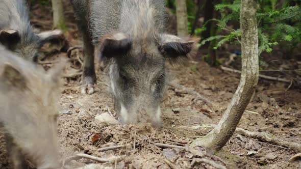 A Large Wild Boar Digs the Ground with Its Snout. Looking for Food in the Forest alt