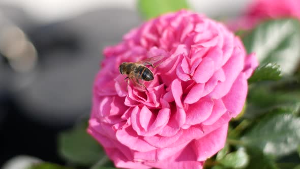 A bright sunny day a bee flies over a beautiful pink rose. Bee collects spring from flower spring