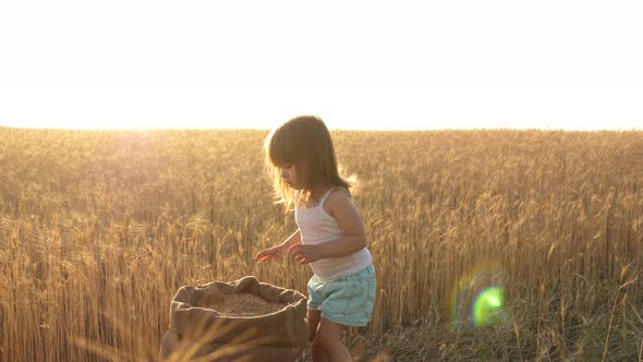 Child with Wheat in Hand. Baby Holds the Grain on the Palm. a Small Kid Is Playing Grain in a Sack alt