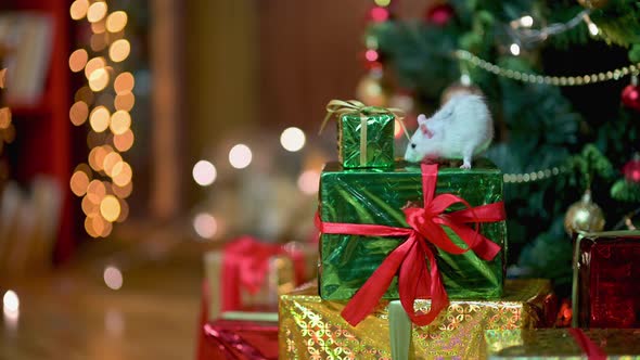 funny white rat is sitting on a box with a gift under the Christmas tree