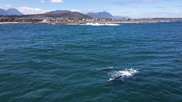 Right whales close to Hermanus coastline, brindled calf, drone shot alt