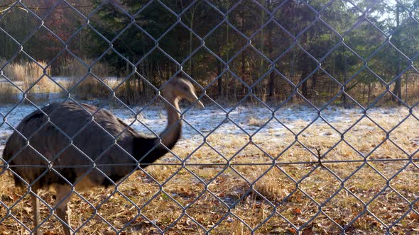 Grey Rhea, Emu like, Walking on a winter day in German wildlife preserve. alt