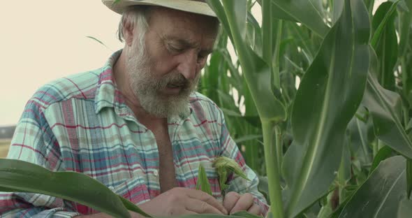 Close Senior Farmer in Hat Examines the Corn Cobs and Explains in Green Field alt