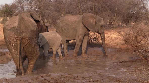 Elephants wallowing at waterhole. Greater Kruger. Static alt