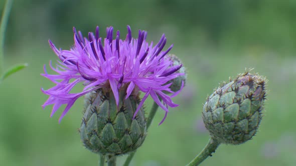 Thistle Flower Blossom on Green Background alt