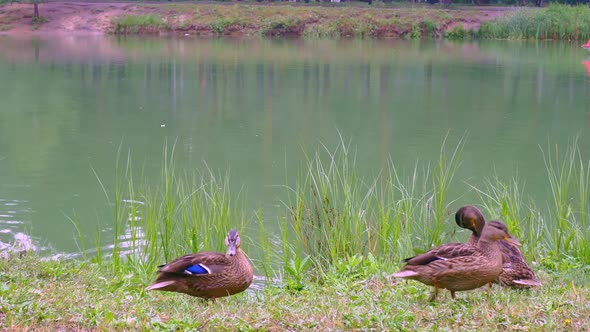 Beautiful Wild Ducks on the Shore of the Pond Brushing Their Colorful Wings alt