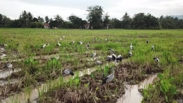 Group of Asian openbill live in the agriculture paddy farm alt