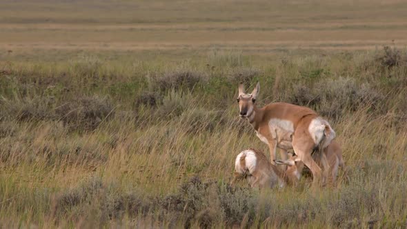 small antelope nursing from a mother antelope alt