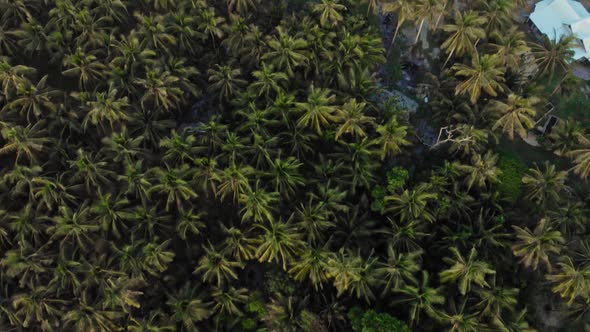 Road through palm trees, General Luna, Siargao Island, Philippines alt