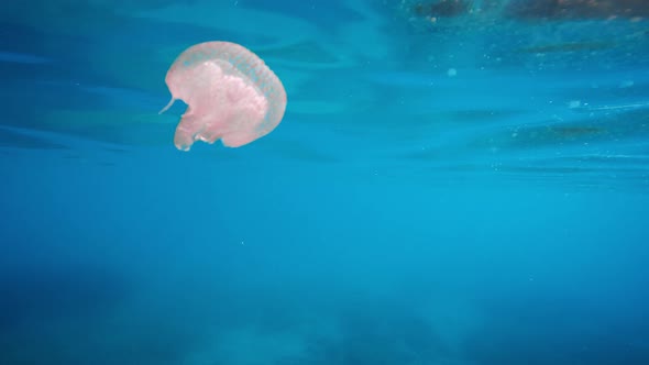 Little Jellyfish Swim Underwater in the Ocean alt