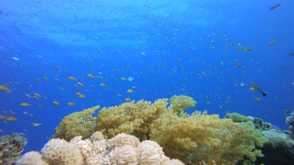 Soft Coral Garden alt