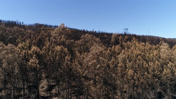 Deforestation, After Forest Fire, Natural Disaster alt