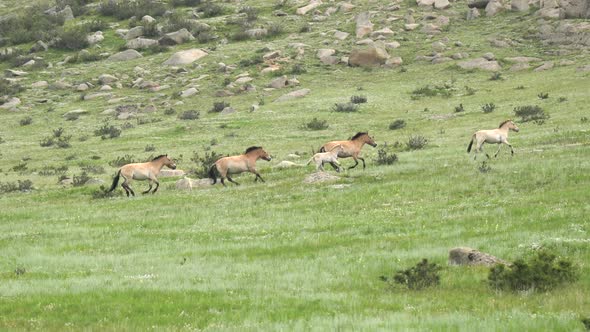 Wild Przewalski Horses Walking in Real Natural Habitat alt