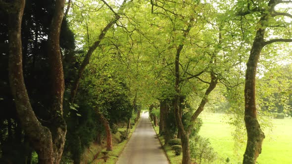 Camera Moving Between Trees Growing Along Road Sao Miguel Island Azores alt