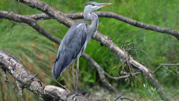 Close up shot of wild grey heron bird perched on tree branch in wilderness - Prores high quality cli alt