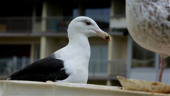 Gulls in an urban area, Courseulles sur Mer, Calvados, Normandy, France alt