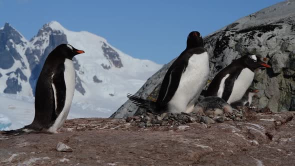 Gentoo Penguins on the Nest in Antarctica