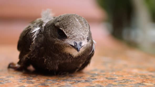 close up of ababil bird