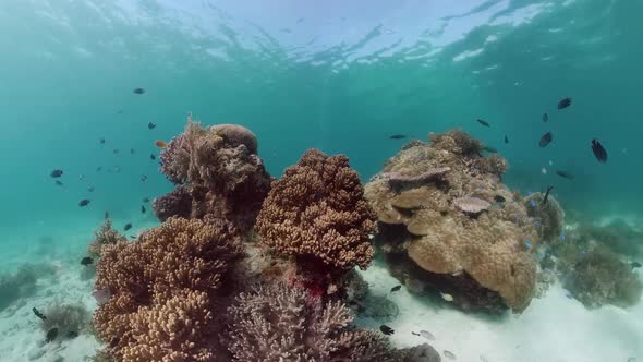 Coral Reef with Fish Underwater. Bohol, Philippines alt