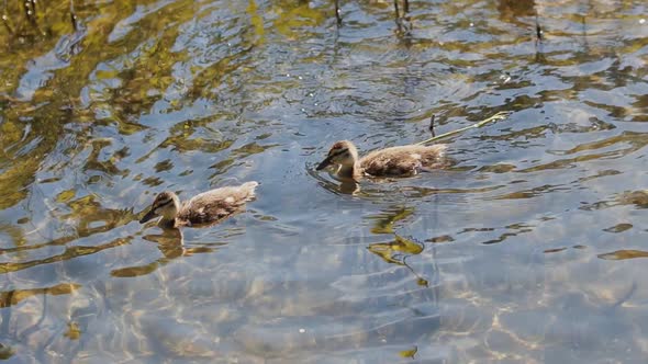 Little Ducklings Swim Scratches Its Neck with Paw in Crystal Water on Sunny Day alt