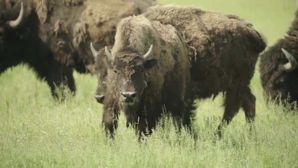 Nature: Bison in a Field on Pasture. Slow Motion alt