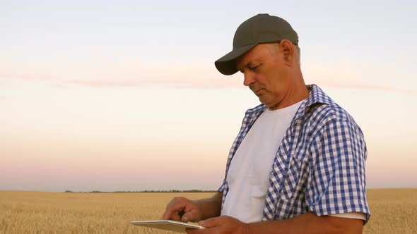 Businessman with Tablet Evaluates Grain Harvest. Harvesting Cereals. Farmer with a Tablet Works in alt