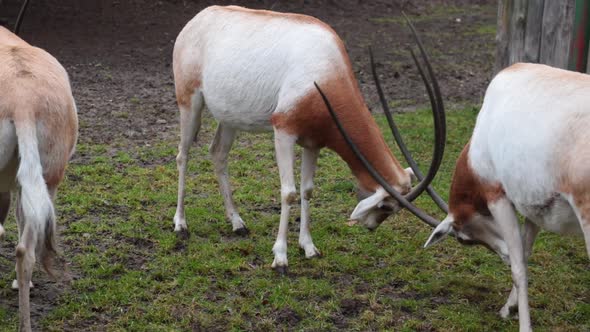 Two antelopes fight with their horns. Wildlife