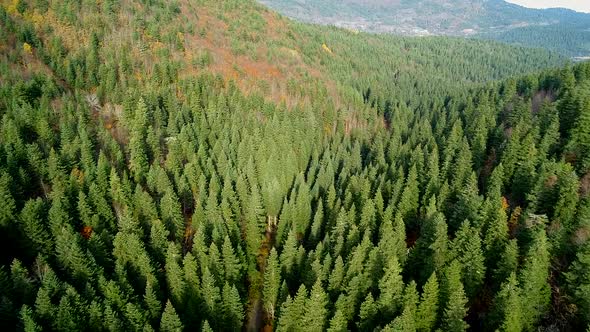 Green Woods With Coniferous Trees alt