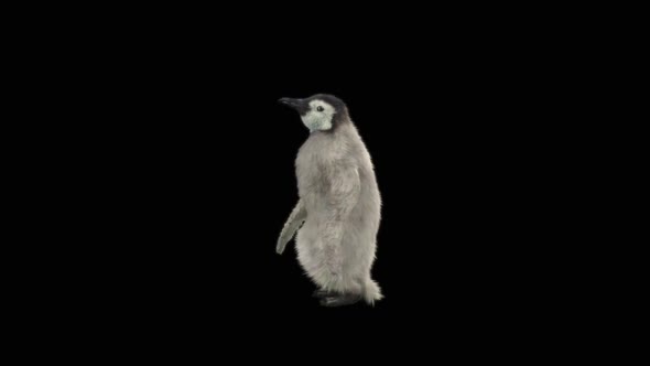 Penguin Dancing HD alt