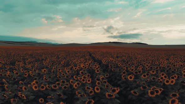 Cinematic Sunflower Field, Stock Footage | VideoHive