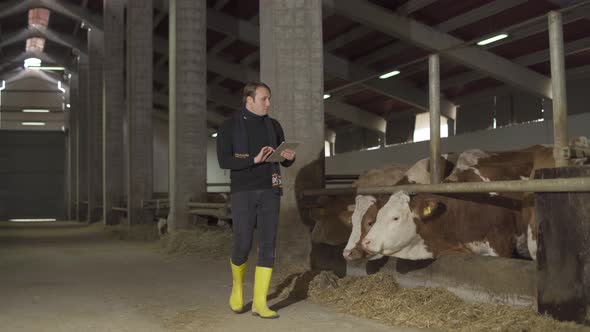 Farmer checking cows, dairy farm. alt
