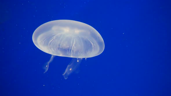 Close up shot of slowly floating Jellyfish swimming underwater in deep ocean lighting by sun alt