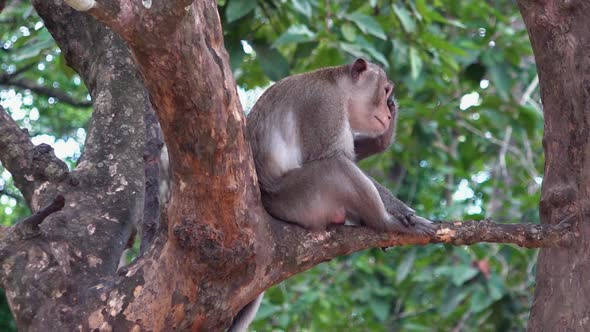 Solitary Macaque Monkey Sat in a Tree Looking Sad and Lonely alt