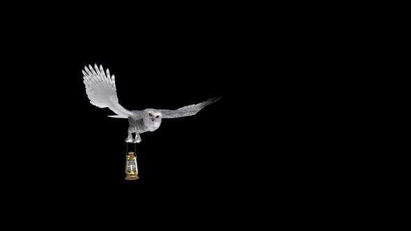 White Owl With Golden Lantern - Flying Transition II - Alpha Channel