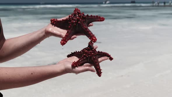 Woman Hands Holds Two Red Starfish Over Transparent Ocean Water on White Beach alt