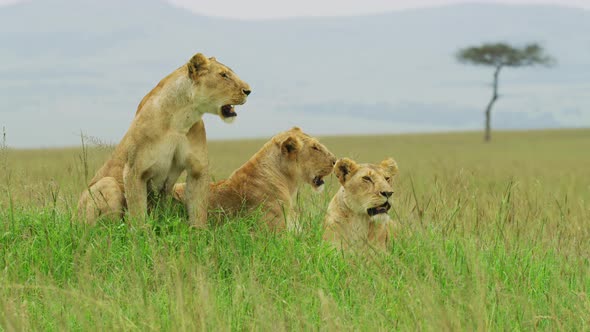 Lionesses resting in Maasai Mara alt